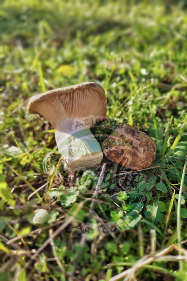 Pàtè Tartufo Bianco Pregiato e fungo Cardoncello vasetto 100g Magnatum Pico - immagine 3